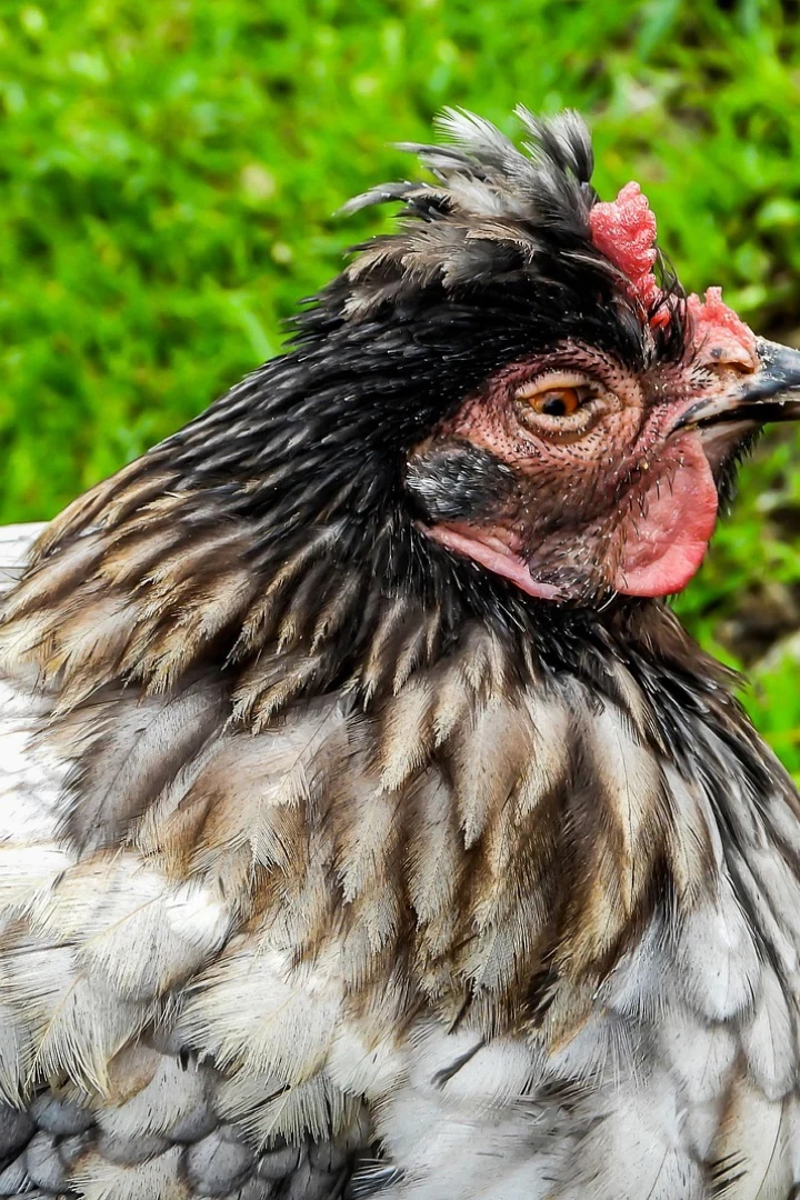 A close-up of one of Gatwood Greens’ chickens, with a feathery crest